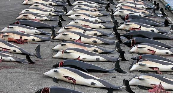 Masacraron a 250 ballenas y delfines en las Islas Feroe