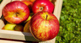 Manzanas. Foto: NA.