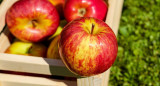 Manzanas. Foto: NA.