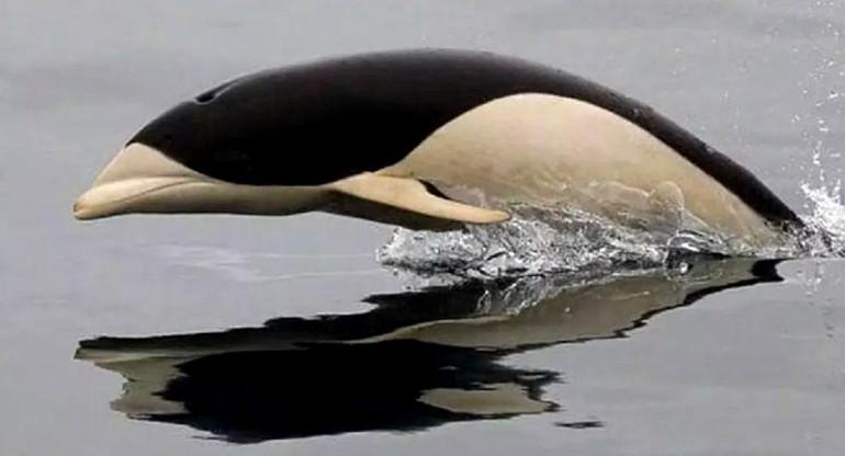 Primeras imágenes del delfín liso visto en costas de Chile