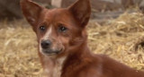 Perro que llora al separarse de una vaca