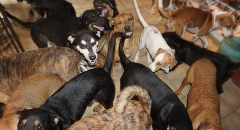 Huracán Dorian: una mujer refugió en su casa a 97 perros