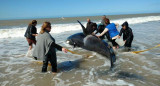 Orcas varadas en Mar Chiquita