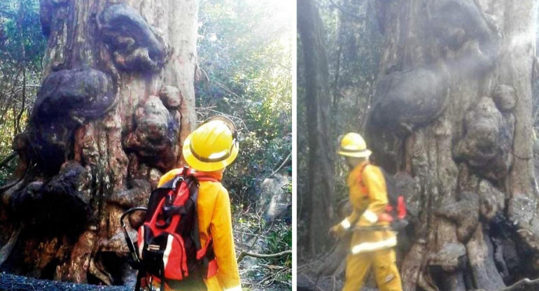 Incendio de la grapia milenaria, árbol más antiguo de Misiones, Fotos El Territorio