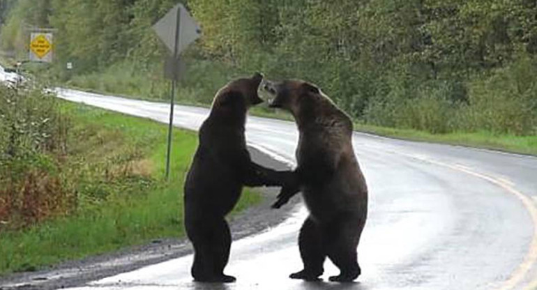 Video viral, pelea entre osos