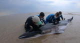 Regresan al mar de una ballena Minke varada en Punta Rasa