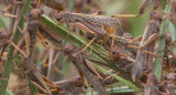 revolución insectívora, México