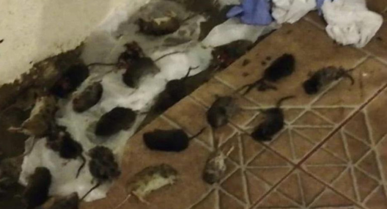 Invasión de ratas en la cordillera patagónica