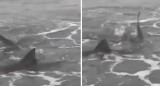 Tiburones en Monte Hermoso, captura video