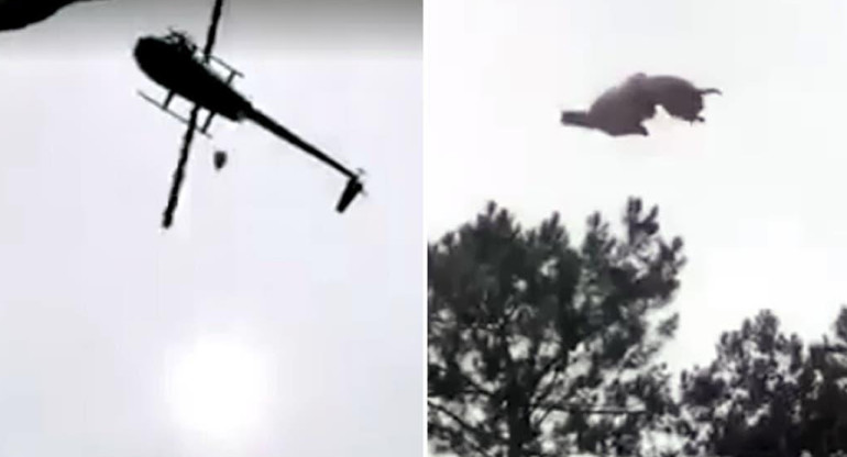 Animal arrojado desde helicóptero en Punta del Este