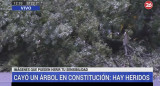 Caída de árbol en Constitución, captura Canal 26