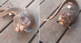 Descubren una aterradora criatura marina y el video se vuelve viral	
