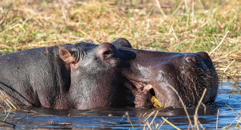 Hipopótamos en Colombia