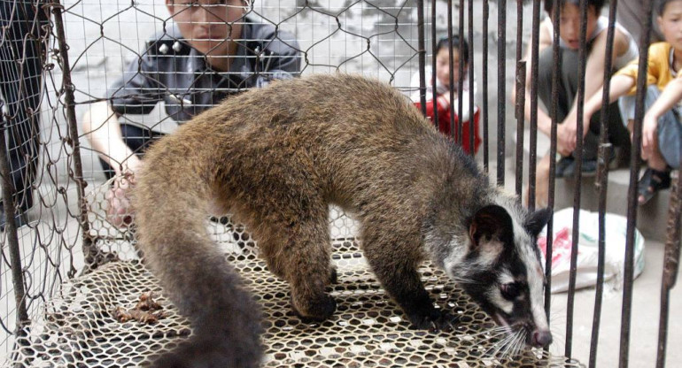 China, animales salvajes