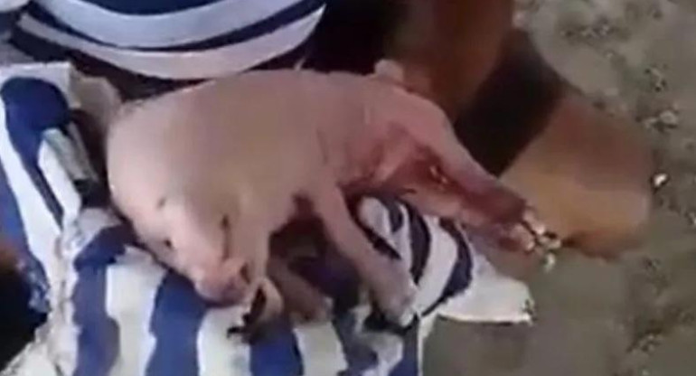 Cerdo con ojos humanos en Venezuela