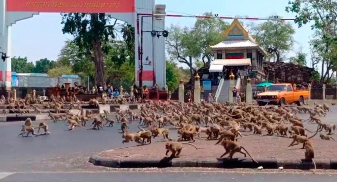 Coronavirus, Tailandia, pandemia, monos hambrientos en las calles