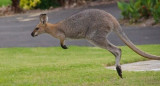 Canguro, Australia, animales, coronavirus, cuarentena