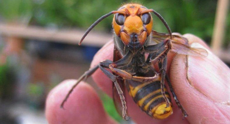 Alerta en EEUU por la llegada al país de un insecto letal