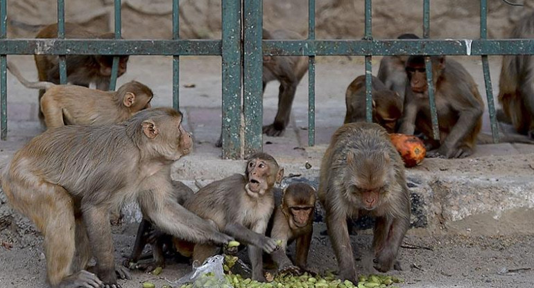 Monos en la India