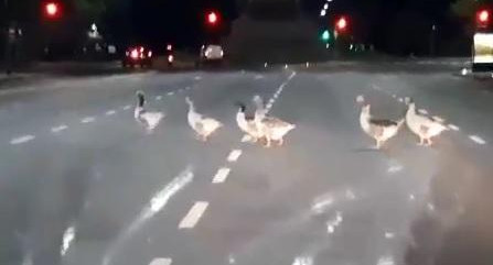 Marcha de patos en Palermo en plena cuarentena