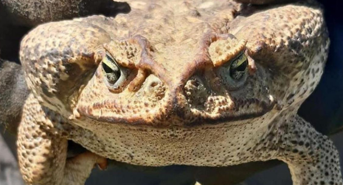 Sapo gigante en Florida