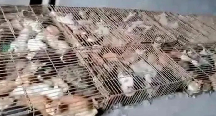 Gatos rescatados en China, coronavirus, Reuters