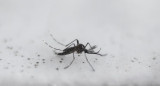 Dengue, casos en el país, Argentina