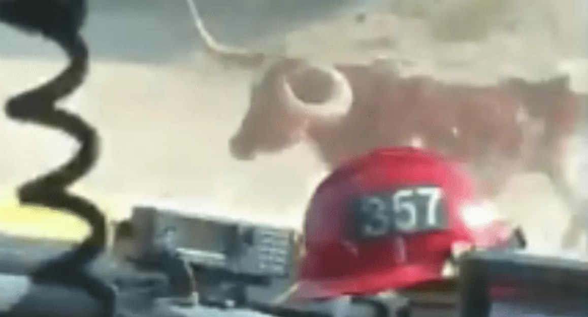 Toro enojado en incendios de California