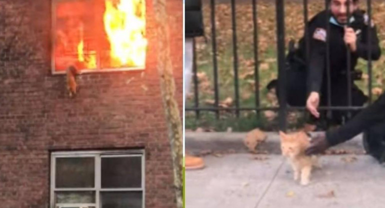 Un gato salva su vida en el último momento saltando desde su hogar en llamas