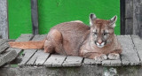 Puma perdido en Berazategui 1