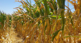 Plantación de maíz, campo, foto NA