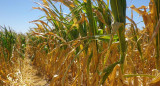 Plantación de maíz, campo, foto NA