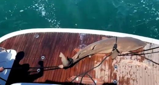 Pescaron otro tiburón en Punta del Este y crece la polémica porque es una especie amenazada