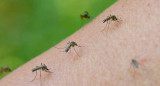 Invasión mosquitos, Ciudad de Buenos Aires