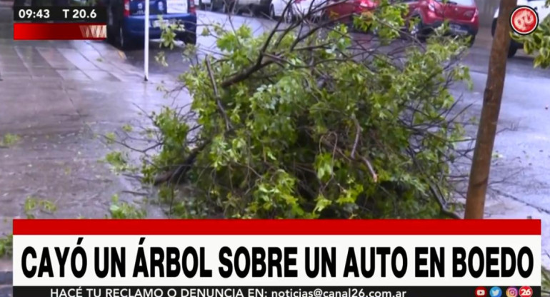 Cayó árbol sobre un auto por el temporal
