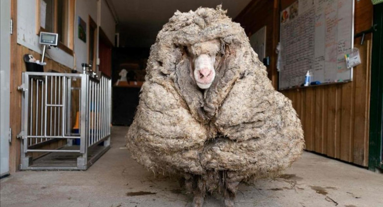 Oveja con 35 kilos de lana