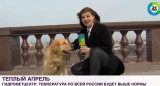 Perro le roba micrófono a la periodista