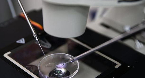 Implantación de embriones, ciencia