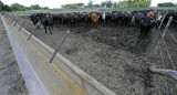 Ganado de feedlot, campos robados, NA