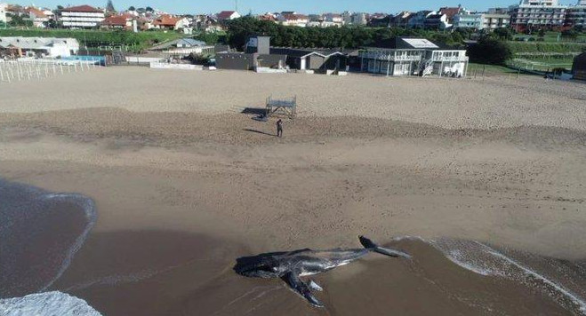 Apareció una ballena muerta en Mar del Plata