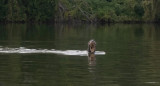 Una especie de nutria gigante apareció en Chaco