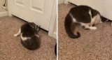 Gato pasa por debajo de la puerta, Tik Tok