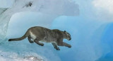 ¿Cómo terminó la historia del puma varado sobre un iceberg en la Patagonia?