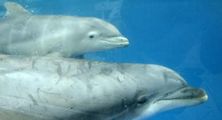 Delfines, Reuters