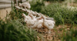 Criadero de gallinas orgánicas en Virginia, Estados Unidos