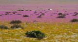 Desierto de Atacama, Chile, NA