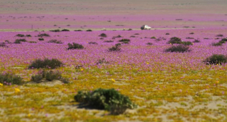 Desierto de Atacama, Chile, NA
