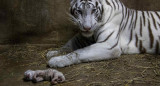 Nacen tres crías de tigre de bengala en el Zoo de Managua, EFE