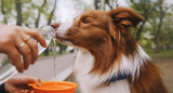 Golpe de calor en las mascotas