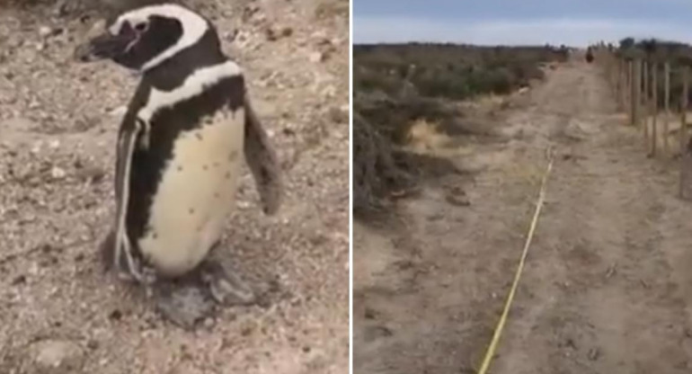 Pingüinos, Chubut, foto captura video